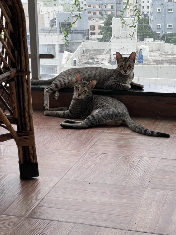 Photo of Hunter and Dexter