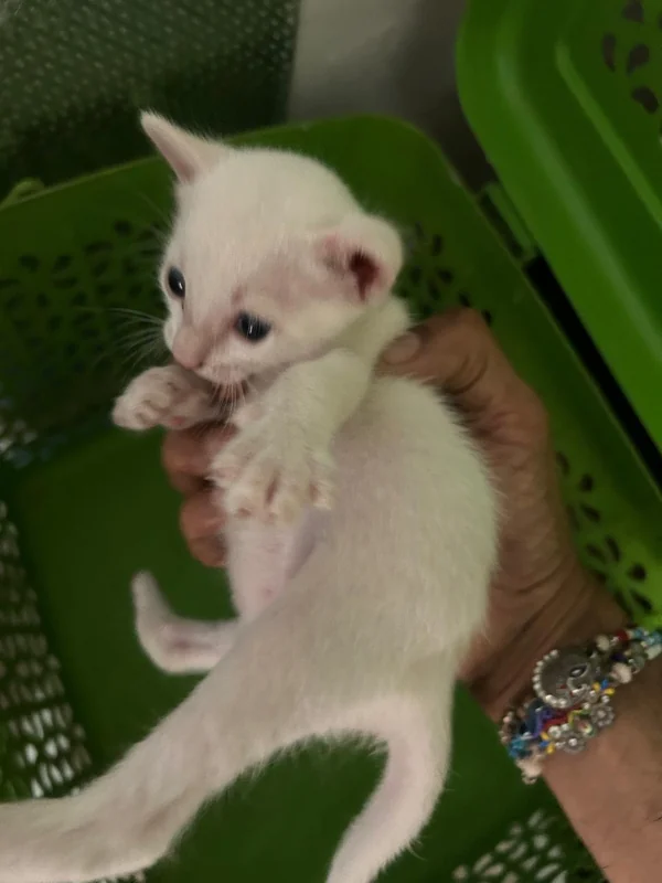 Photo of Snowy