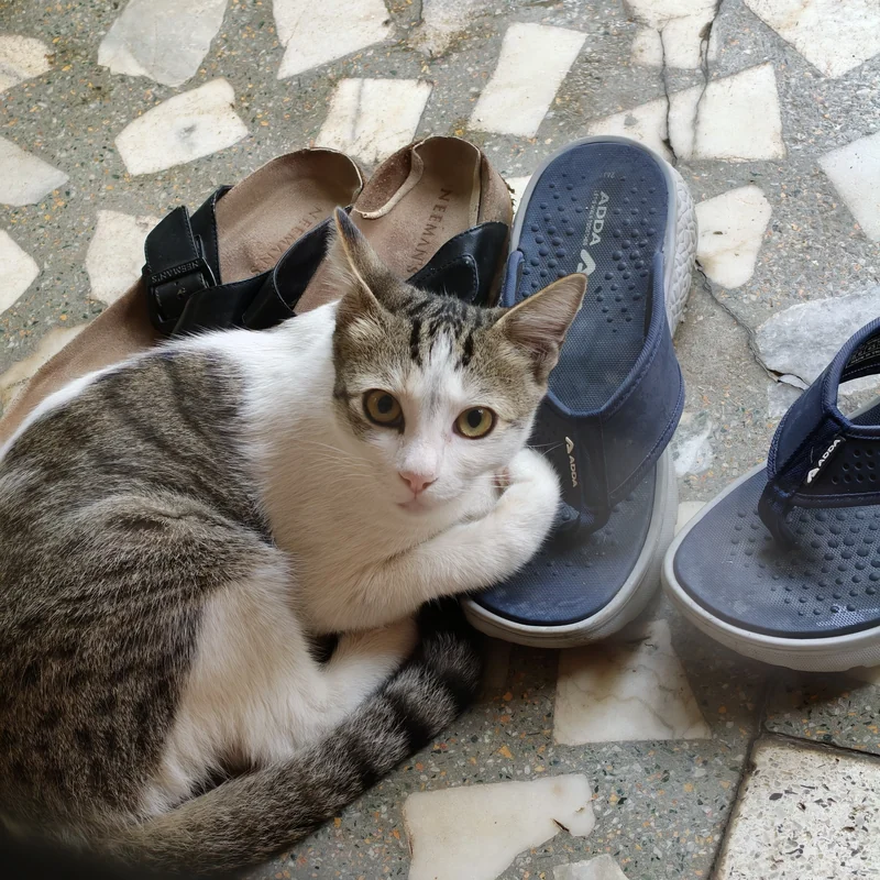 Photo of Kiko