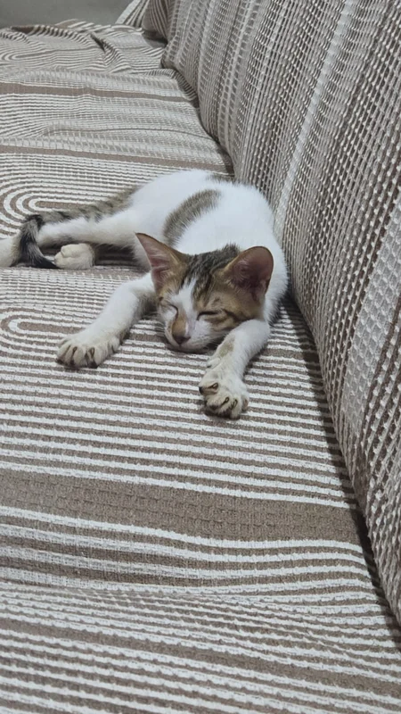 Photo of Angel