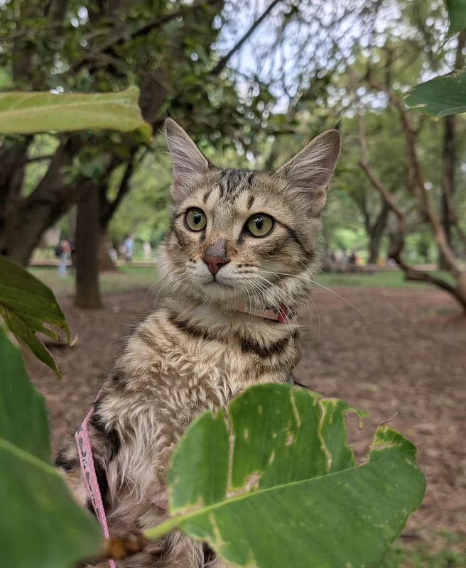 Photo of Hachimi