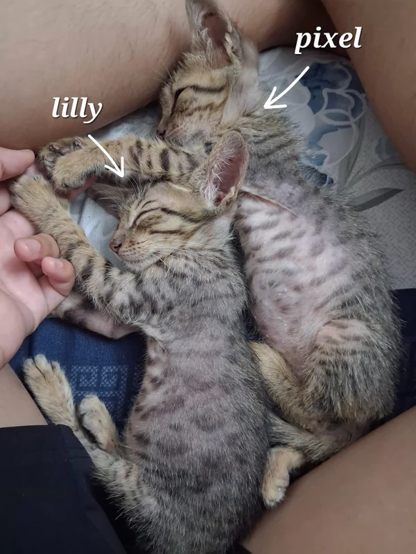 Photo of Lilly and pixel ( must be adopted together)
