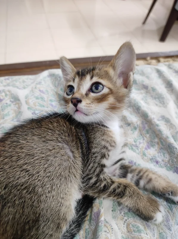 Photo of MILO