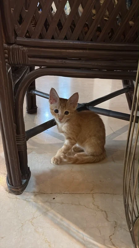 Photo of Poppy