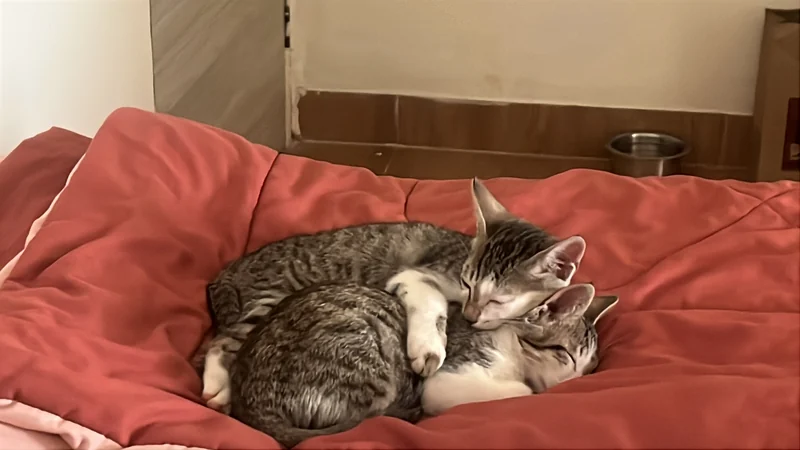 Photo of Salt and pepper