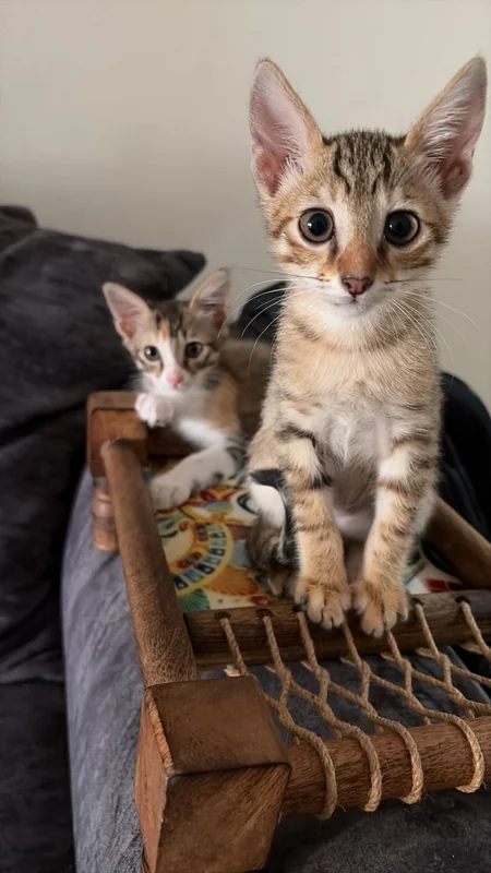 Photo of Kiki and Konan