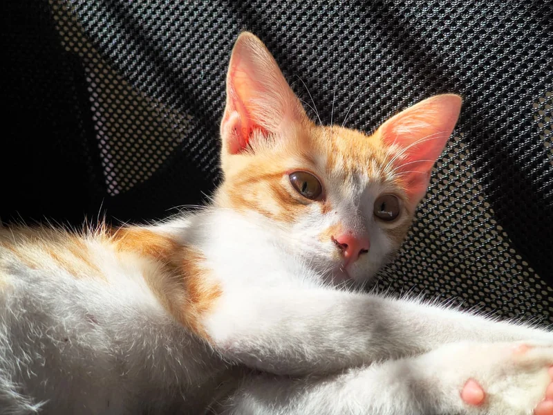 Photo of Flash