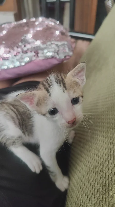 Photo of Momo