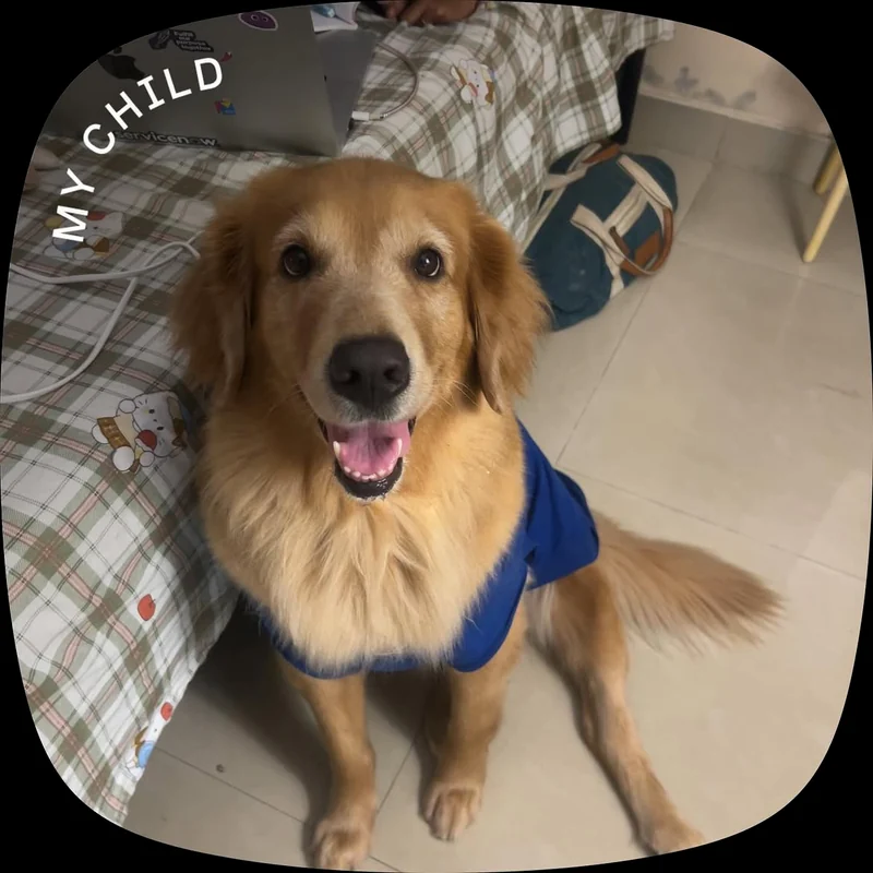 A golden dog in a blue tshirt