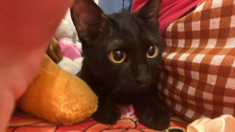 Photo of Bingus