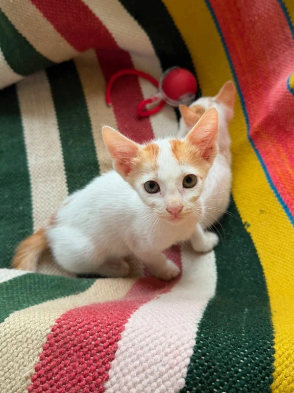 Photo of Nacho & Taco