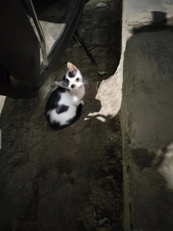 Photo of Mimi