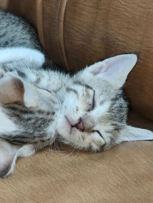 Photo of Simba