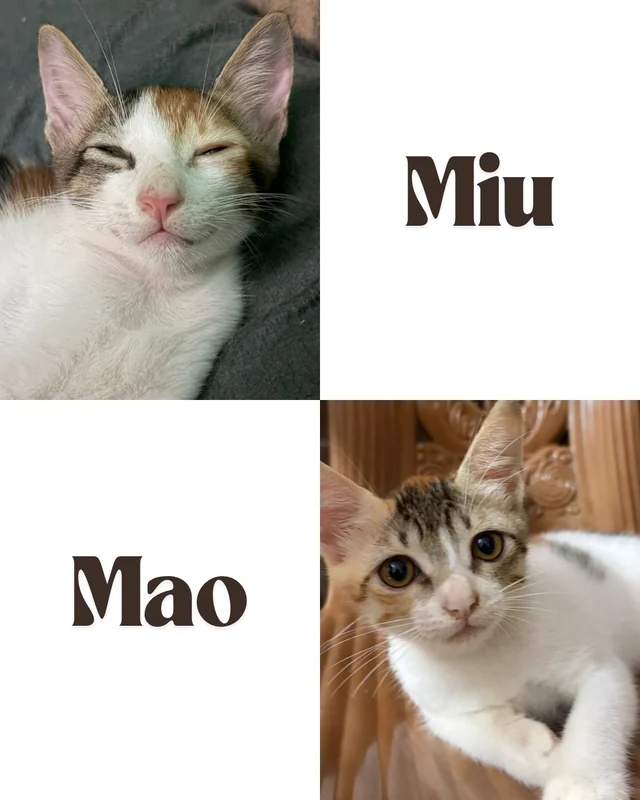 Photo of Miu & Mao