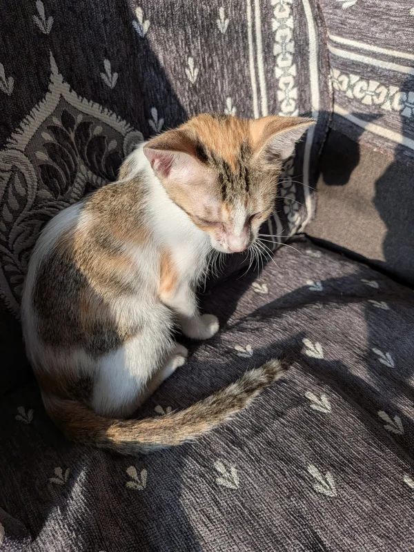 Photo of Moana