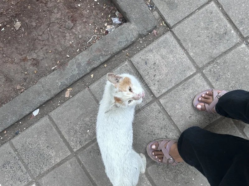 Photo of Street cat
