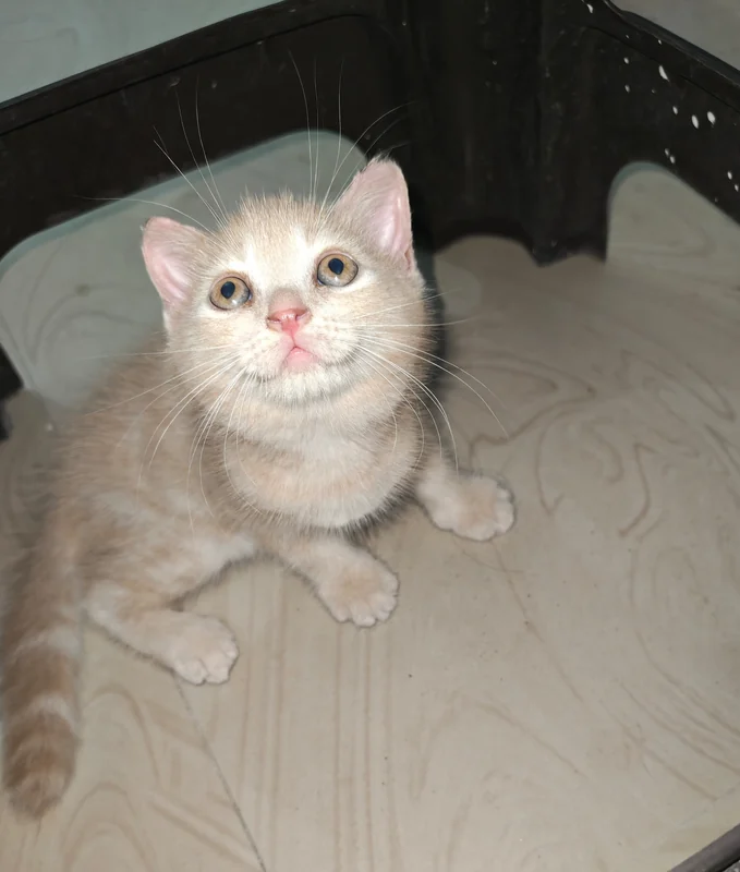 Photo of Robin
