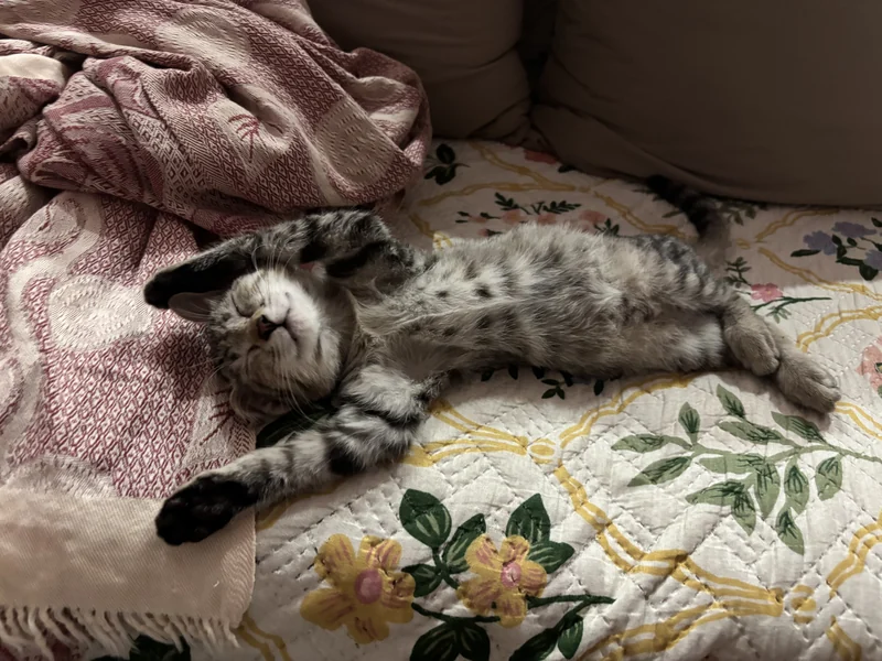 Photo of Nala