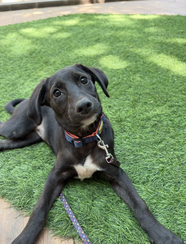 Photo of Nova