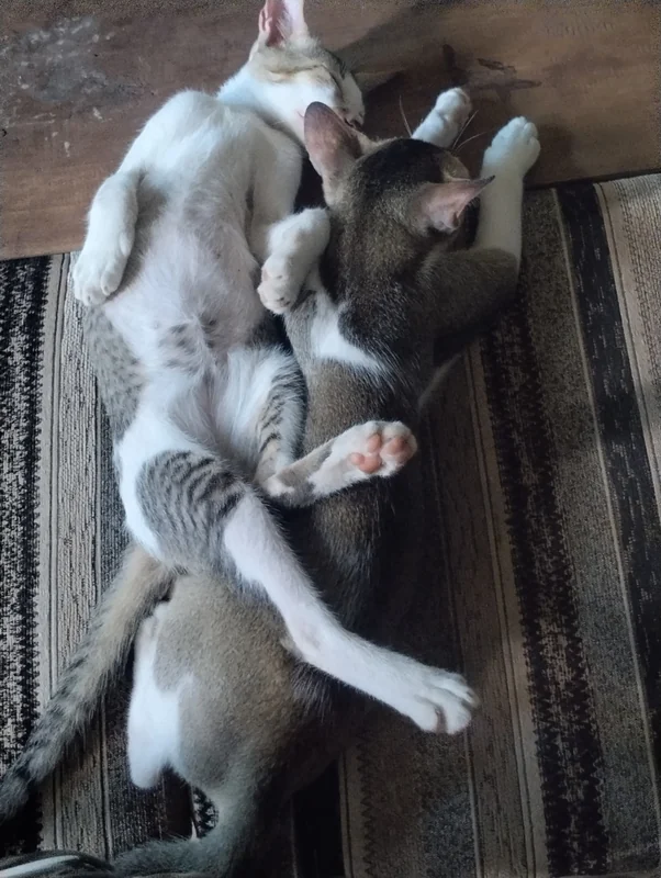 Photo of Coco and Snowy