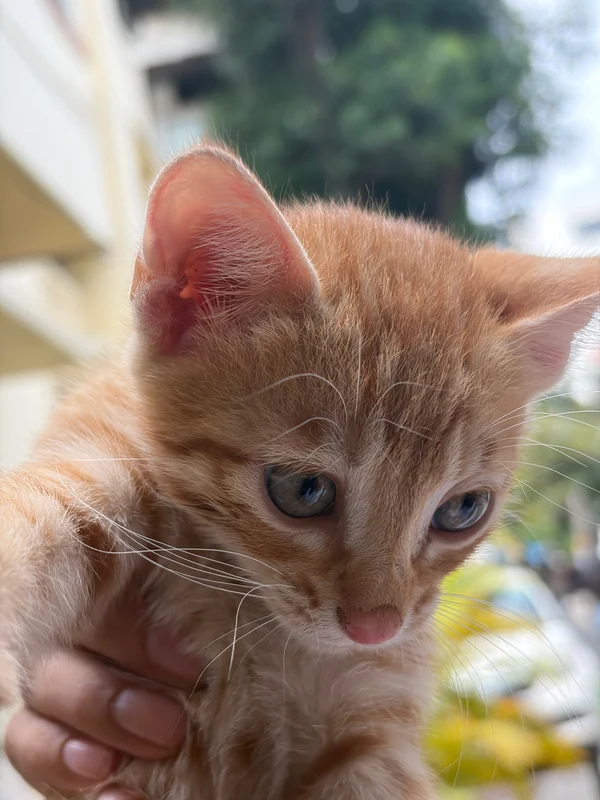 Photo of Cats