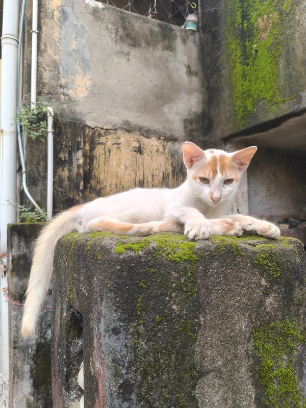 Photo of Mau